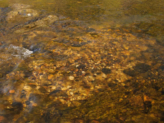 Trout Spawning Seasons, Reds, and How to Fish Around Them the Right Way